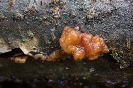 Attēlu rezultāti vaicājumam “Exidia cartilaginea”