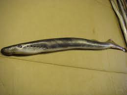 Image result for Lethenteron camtschaticum