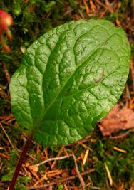 Attēlu rezultāti vaicājumam “Pyrola minor leaf”
