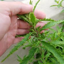 Image result for Chenopodium ambrosioides