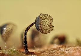 Attēlu rezultāti vaicājumam “Cribraria piriformis macro”