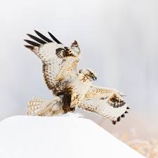 Attēlu rezultāti vaicājumam “Buteo lagopus”