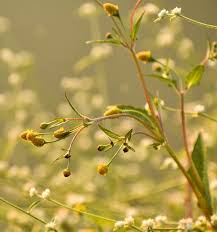 Attēlu rezultāti vaicājumam “Galinsoga quadriradiata flower”