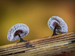 Attēlu rezultāti vaicājumam “Didymium clavus macro”