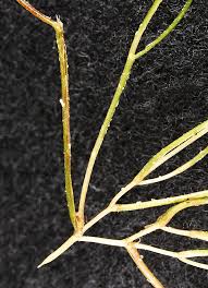 Attēlu rezultāti vaicājumam “Stuckenia pectinata”