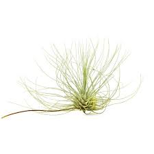 Image result for tillandsia umbellata