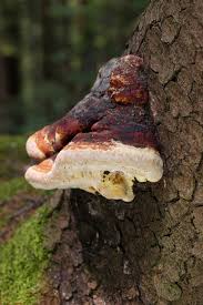 Attēlu rezultāti vaicājumam “Fomitopsis pinicola”