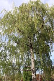 Attēlu rezultāti vaicājumam “Trichia alpina young”