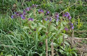 Attēlu rezultāti vaicājumam “Pulmonaria angustifolia leaf”