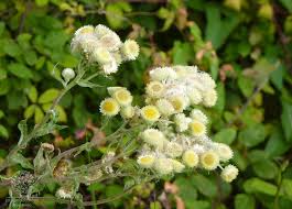 Image result for Helichrysum foetidum