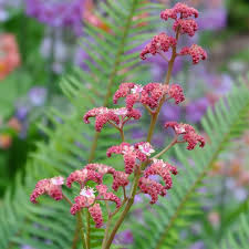 Image result for Rodgersia chocolate wings