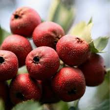 Attēlu rezultāti vaicājumam “Crataegus x macrocarpa fruit”