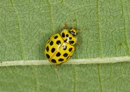 Attēlu rezultāti vaicājumam “Psyllobora vigintiduopunctata”