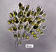 Attēlu rezultāti vaicājumam “Seligeria donniana sporophyte”