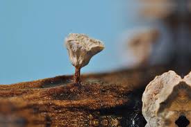 Attēlu rezultāti vaicājumam “Craterium aureonucleatum”