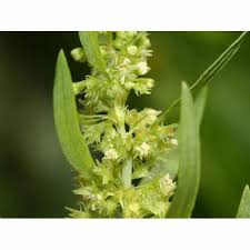 Attēlu rezultāti vaicājumam “Rumex maritimus”