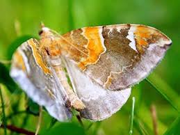 Attēlu rezultāti vaicājumam “Eulithis pyropata”