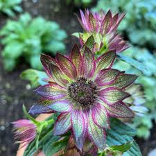 Image result for Astrantia majon `Abbey Road`