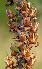 Attēlu rezultāti vaicājumam “Digitalis purpurea fruit”