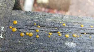 Attēlu rezultāti vaicājumam “Dacrymyces stillatus”