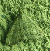 Attēlu rezultāti vaicājumam “Herminia tarsicrinalis”