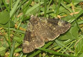 Attēlu rezultāti vaicājumam “Anaplectoides prasina”