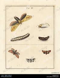 Attēlu rezultāti vaicājumam “Hepialus humuli female”