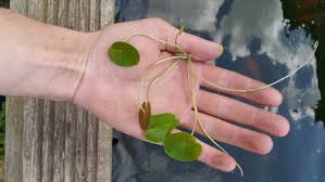 Attēlu rezultāti vaicājumam “Hydrocharis morsus-ranae bud”