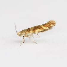 Attēlu rezultāti vaicājumam “Argyresthia goedartella”