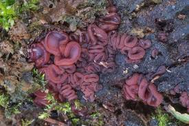 Attēlu rezultāti vaicājumam “Ascocoryne cylichnium”