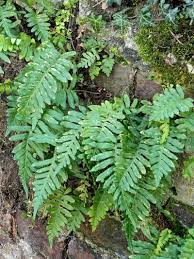 Attēlu rezultāti vaicājumam “Polypodium vulgare”