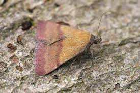 Attēlu rezultāti vaicājumam “Phytometra viridaria”