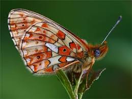 Attēlu rezultāti vaicājumam “Clossiana euphrosyne upperside”