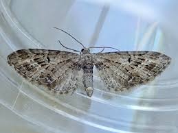 Attēlu rezultāti vaicājumam “Eupithecia exiguata”