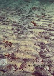 Attēlu rezultāti vaicājumam “Tetanops myopina”