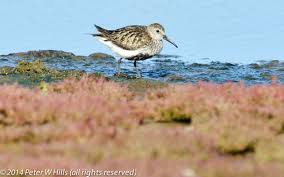 Attēlu rezultāti vaicājumam “Calidris alpina”