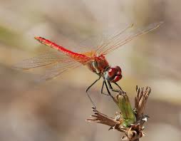 Attēlu rezultāti vaicājumam “Sympetrum flaveolum”