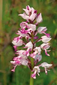 Attēlu rezultāti vaicājumam “Orchis militaris flower”