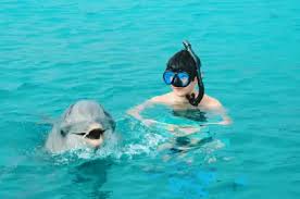 Image result for Belfairs Dolphins Snorkelling Club