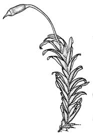 Attēlu rezultāti vaicājumam “Fissidens arnoldii sporophyte”