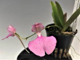 Attēlu rezultāti vaicājumam “Conardia compacta macro”