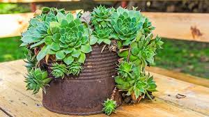 Image result for Mehikasvi