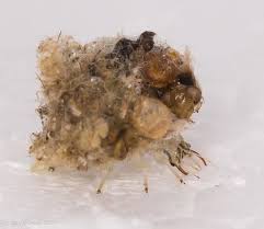 Attēlu rezultāti vaicājumam “Chrysopidae larva”