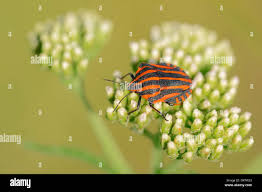 Attēlu rezultāti vaicājumam “Graphosoma lineatum nymph”