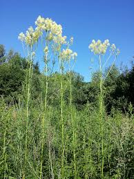 Attēlu rezultāti vaicājumam “Thalictrum lucidum”