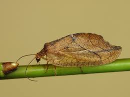 Attēlu rezultāti vaicājumam “Drepanepteryx phalaenoides”