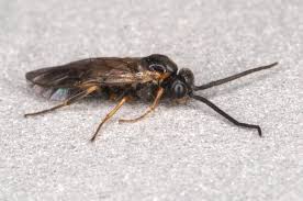 Attēlu rezultāti vaicājumam “Pristiphora maesta”