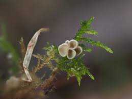 Attēlu rezultāti vaicājumam “Arrhenia retiruga”