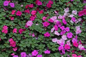 Image result for Impatiens walleriana