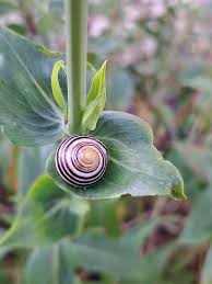 Attēlu rezultāti vaicājumam “Cepaea hortensis”
